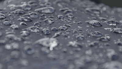 Beagle - professional stock photography