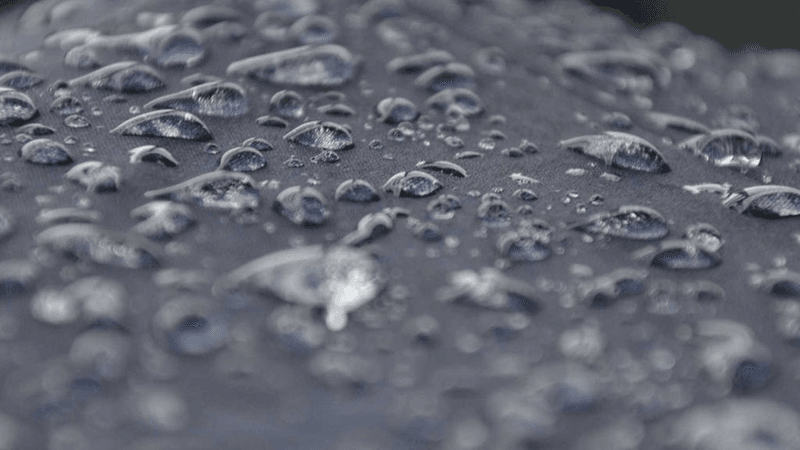 Beagle - professional stock photography