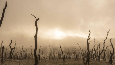 Beagle - professional stock photography