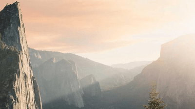 Beagle - professional stock photography