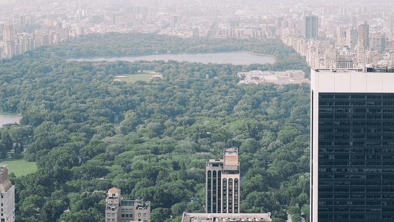 Beagle - professional stock photography