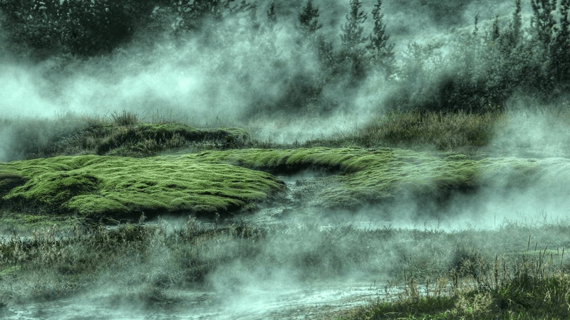 Beagle - professional stock photography