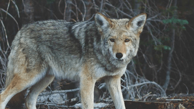 Bird - professional stock photography