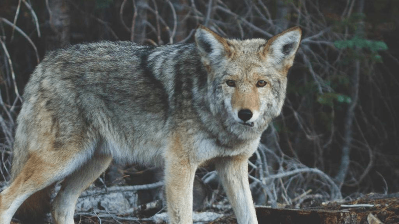 Bird - professional stock photography