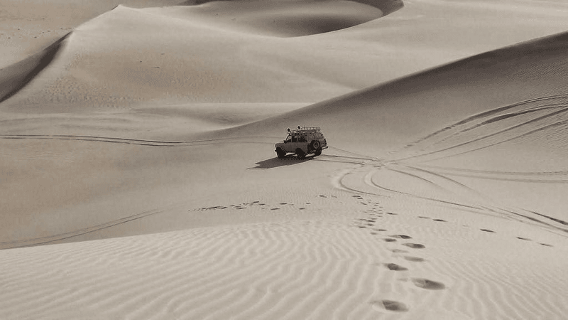 Bird - professional stock photography