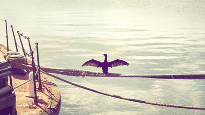 Corgi - professional stock photography