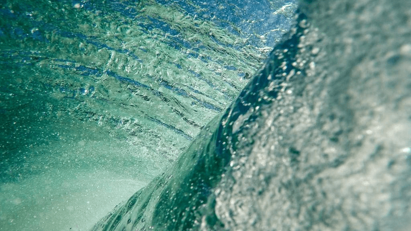 Dog - professional stock photography