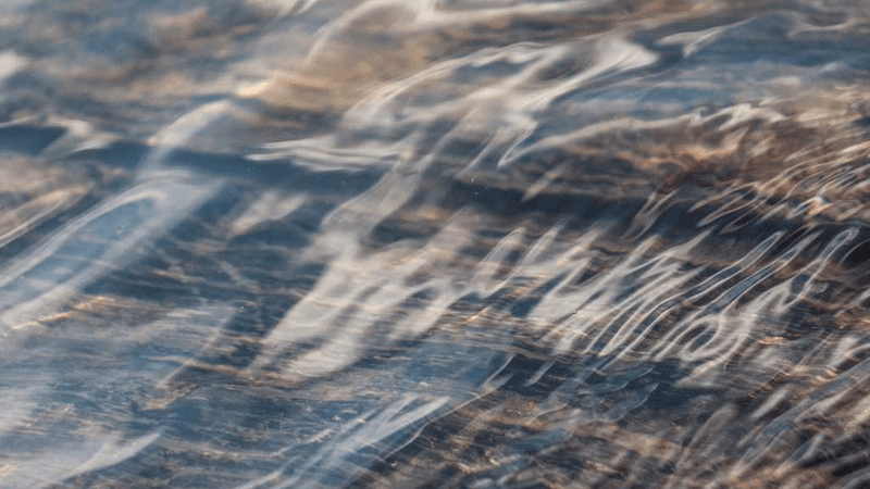 Fish - professional stock photography