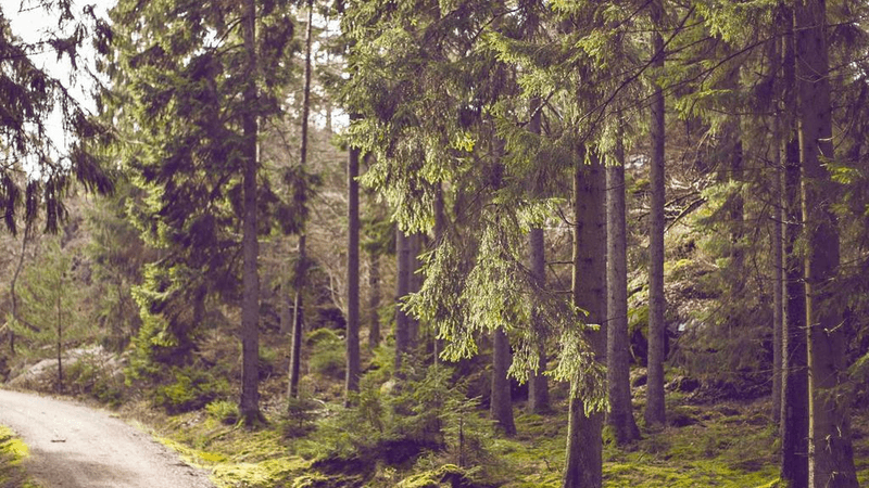 Fish - professional stock photography