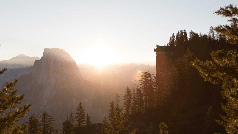 Goldfish - professional stock photography