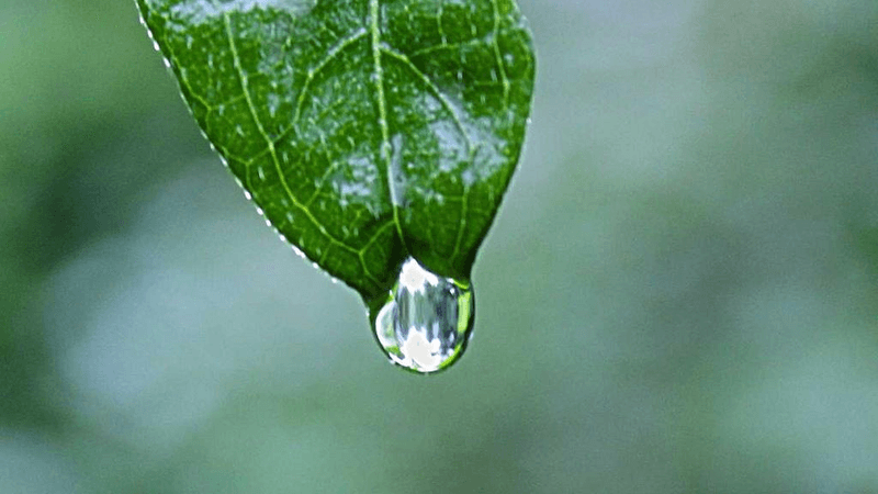 Hamster - professional stock photography