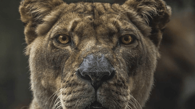 Kitten - professional stock photography