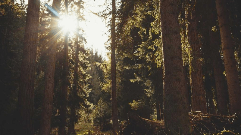 Maine Coon - professional stock photography
