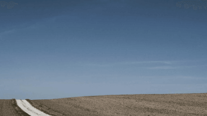 Maine Coon - professional stock photography