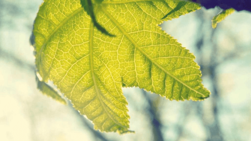 Persian - professional stock photography