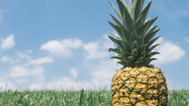 Persian - professional stock photography