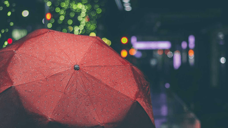 Poodle - professional stock photography