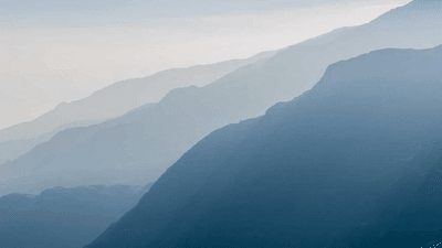 Poodle - professional stock photography