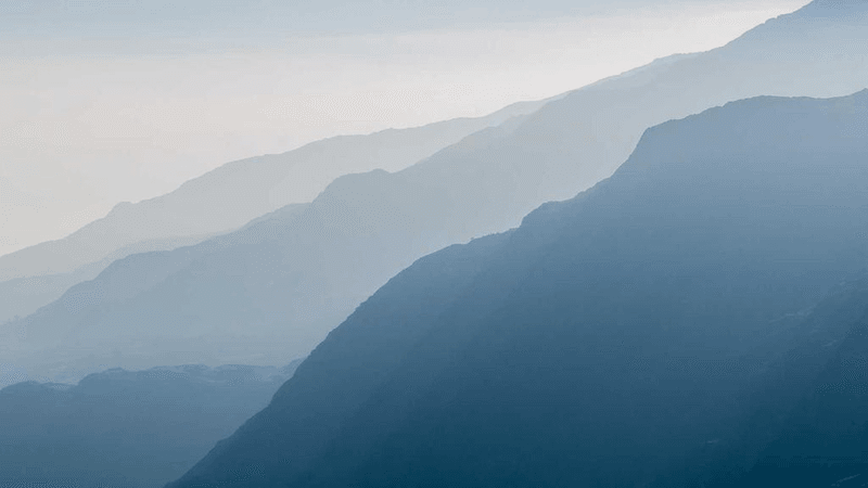 Poodle - professional stock photography