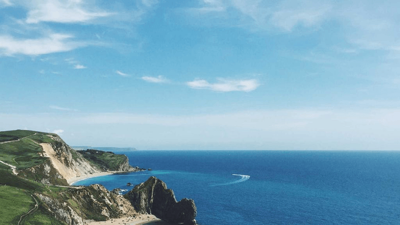 Puppy - professional stock photography