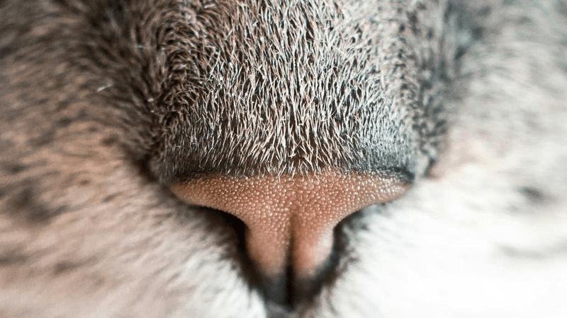 Rabbit - professional stock photography