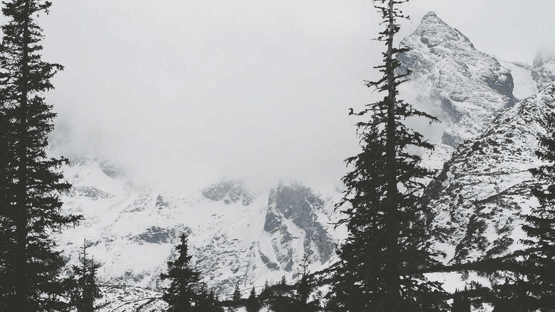 Siamese - professional stock photography