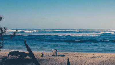 Siamese - professional stock photography