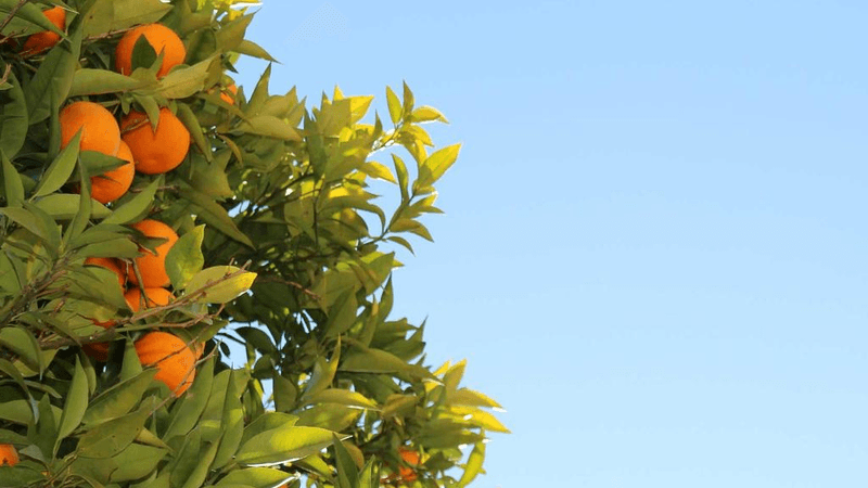 Tabby - professional stock photography