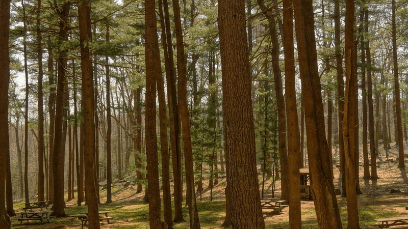 Tabby - professional stock photography