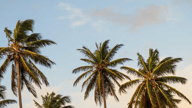 Turtle - professional stock photography