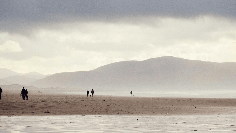 Turtle - professional stock photography