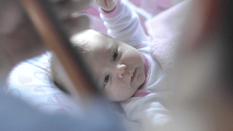 Turtle - professional stock photography