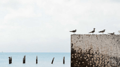 Turtle - professional stock photography