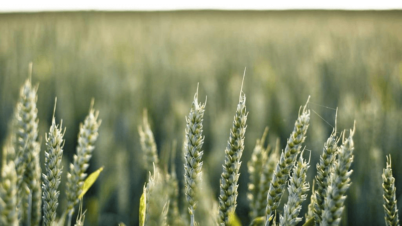 Turtle - professional stock photography